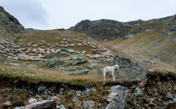 Un chien de protection, sur une butte, est face à nous. Son troupeau de brebis est derrière lui.