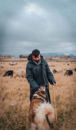 Un berger caresse un Kangal. Derrière, les moutons paissent.