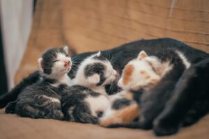 Des chatons tètent leur maman. Les yeux sont encore fermés.