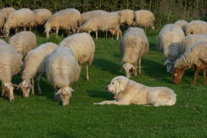 Un patou est couché, avec son troupeau de brebis.