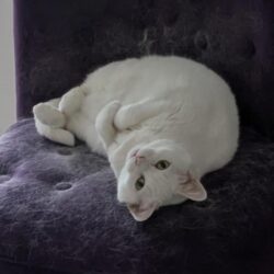 Une minette toute blanche est couchée sur un petit fauteuil violet. Elle nous regarde la tête à l'envers, les petites pattes recourbées.