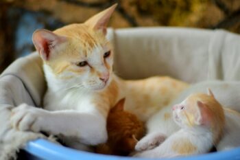 Une maman et son chaton roux et blanc se regardent, couchés dans un panier.