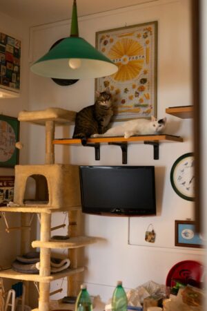 Deux chats, un blanc et un marron, sont sur une étagère fixée au-dessus de la télé. A gauche, un arbre à chat permet l'accès.