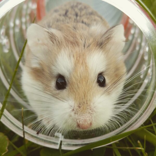 un hamster passe dans un tunnel