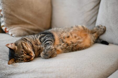 un chat tigré dort sur un canapé