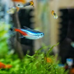 poisson néon bleu