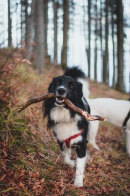 dans les bois, un chien porte un grand bâton