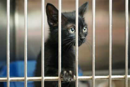 un chaton noir est dans une cage en refuge