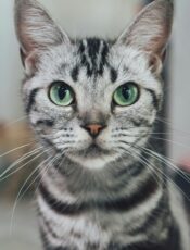 un chat tigré gris aux yeux verts nous regarde