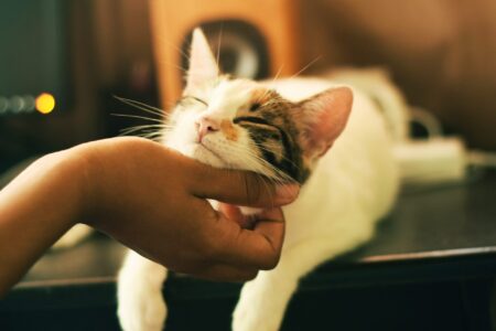 une personne gratte le cou d'un chat qui ferme les yeux